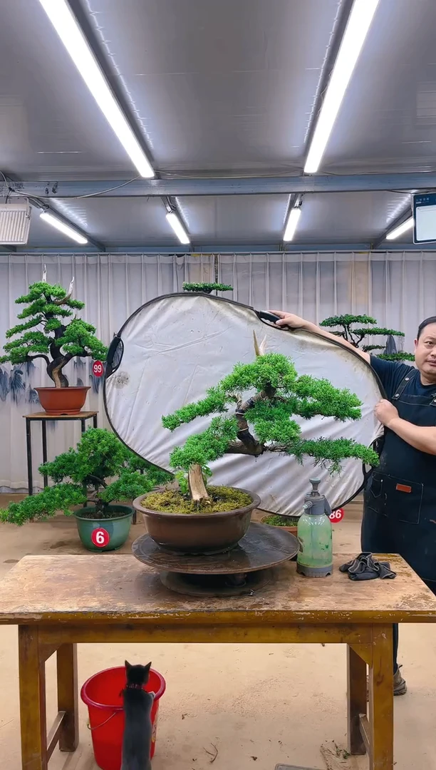 无花朵精品盆景 一物一拍