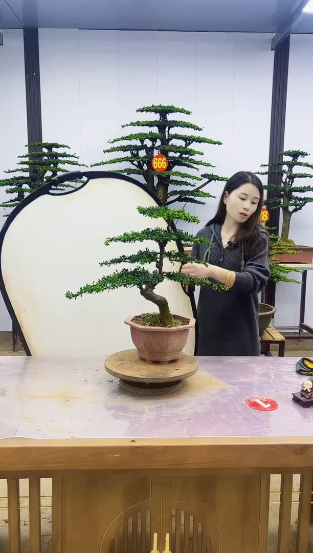 无花朵红芽珍珠罗汉松