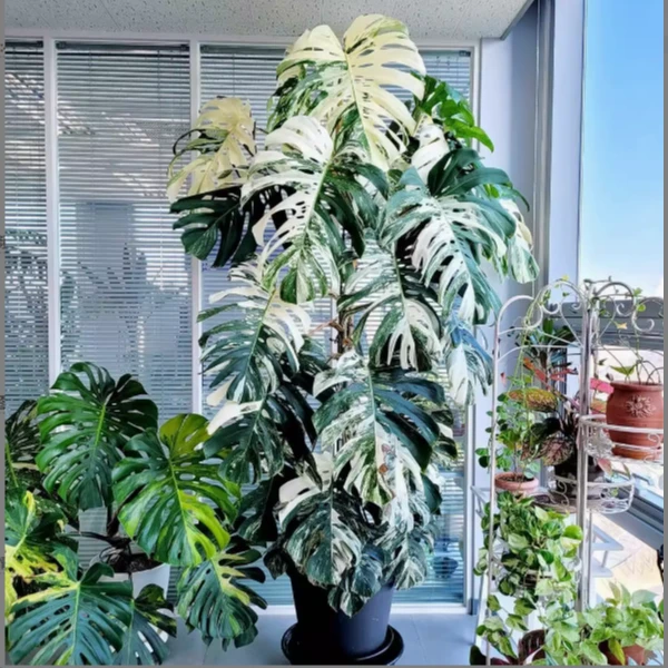 精品白锦龟背竹一物一拍所见所得，(新叶不包损不售后别来找）
