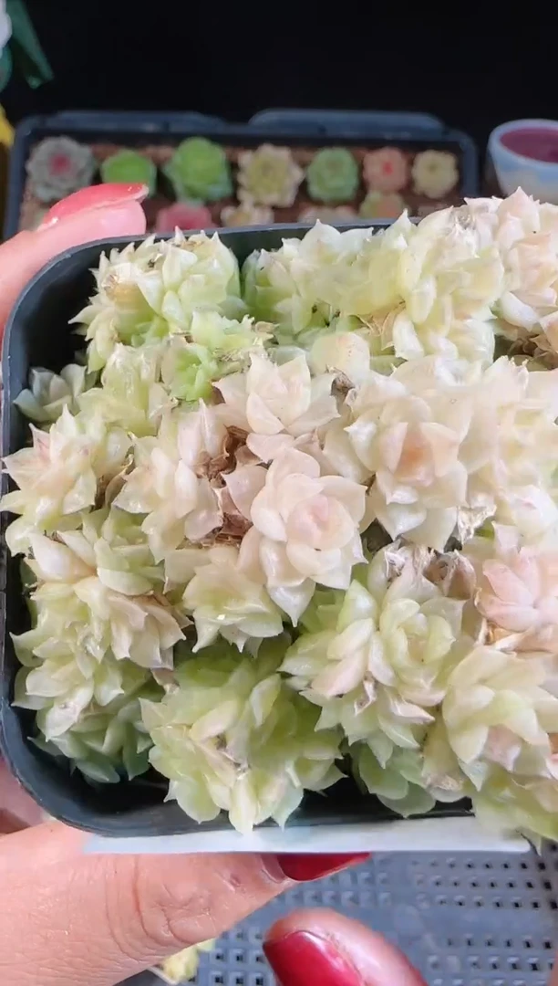 1110-161群生不包整