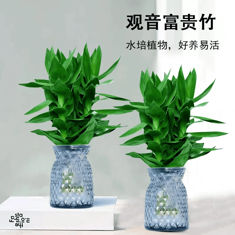 【买一送一】观音竹富贵竹水培绿植轻奢树脂盆盆栽桌面植物L