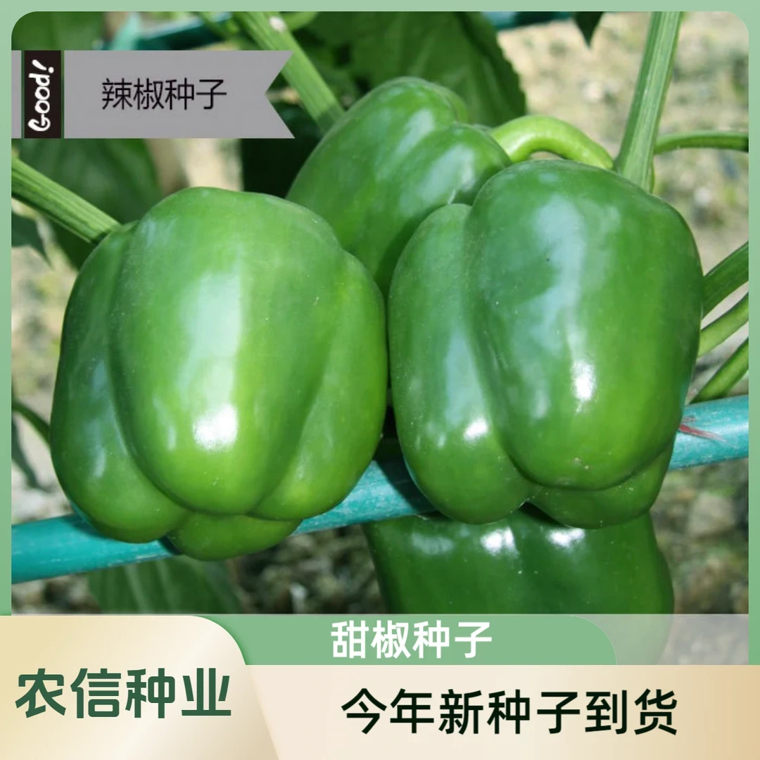 【全店满5元包邮】大甜椒种子大甜椒青椒灯笼椒菜椒辣椒种子阳台