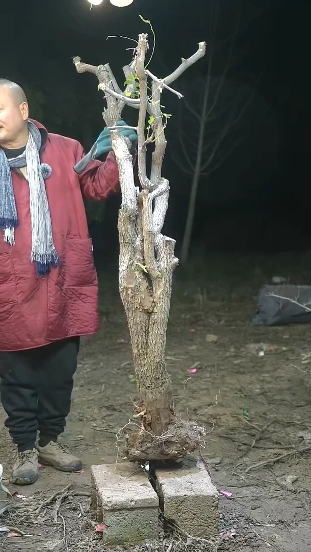 完全开放枣树003