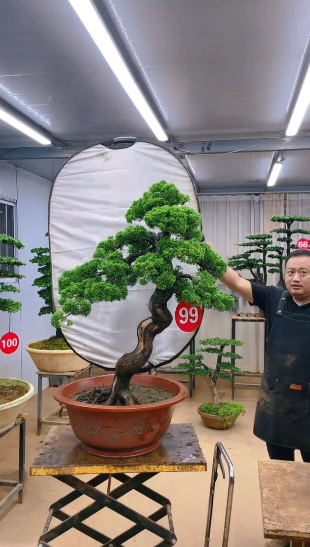 无花朵精品盆景  一物一拍
