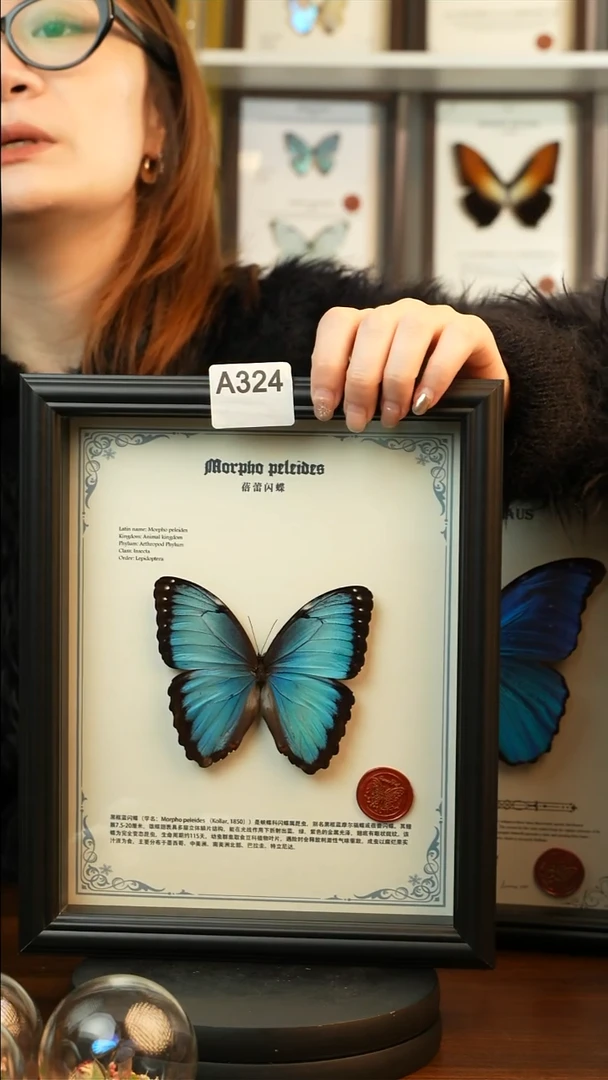 蓓蕾闪蝶-英文（10寸欧式黑框）A324