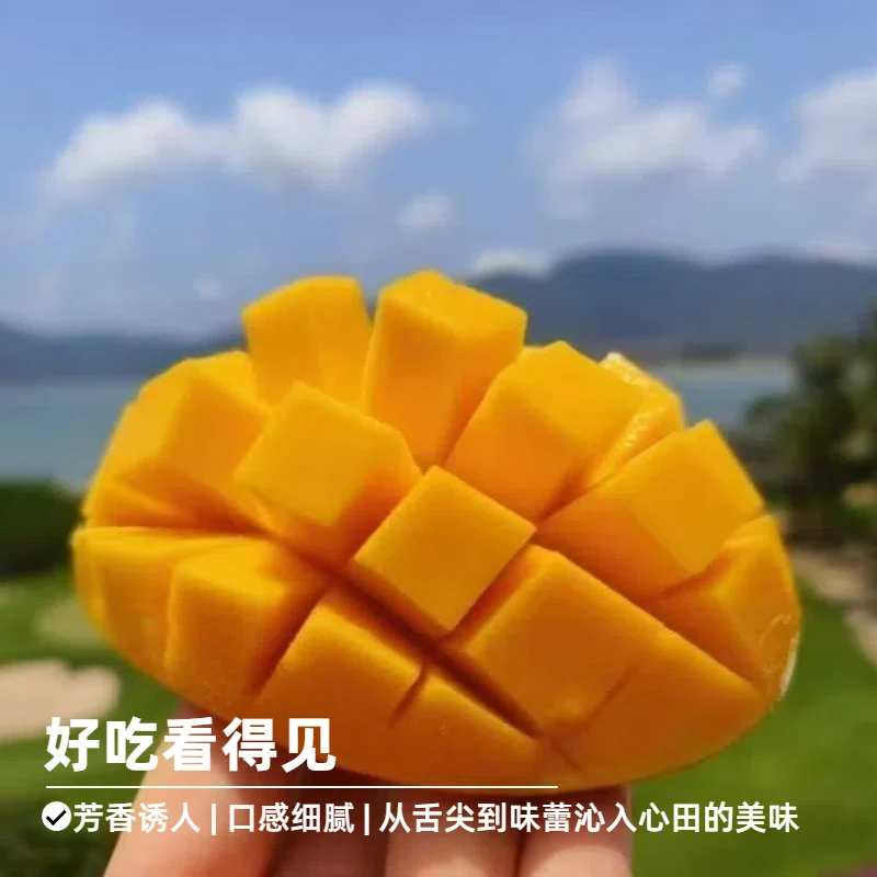 【海南红玉文芒】大脸芒!皮薄核薄肉厚多汁 | 奶香浓郁 | 一颗即饱