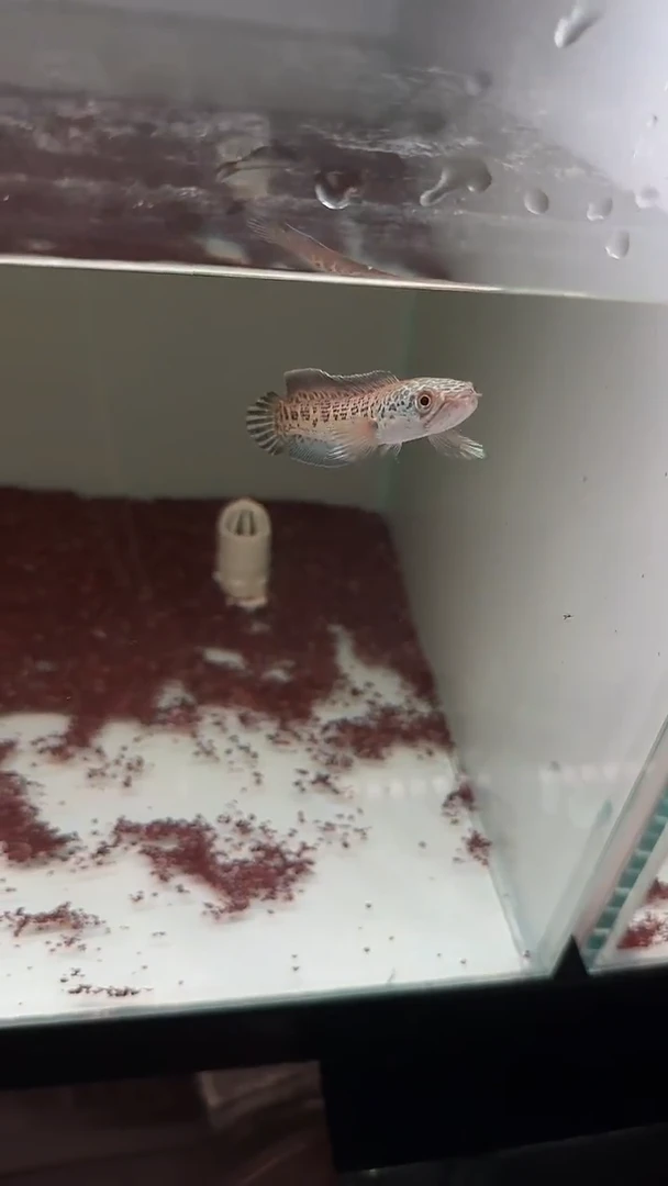 雷龙眼镜蛇282号