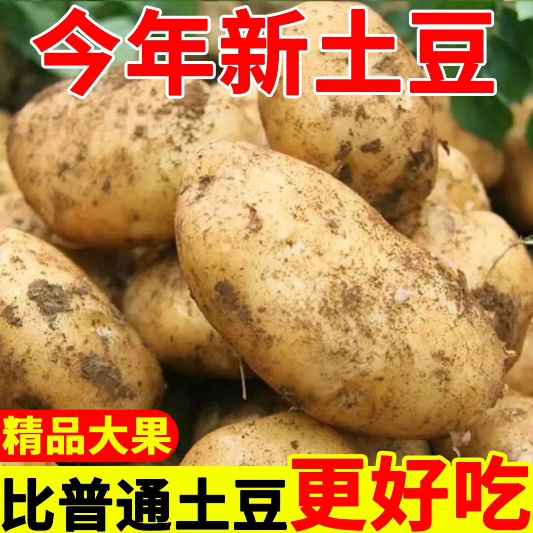 贵州威宁黄心土豆新鲜软糯粉面当季蔬菜