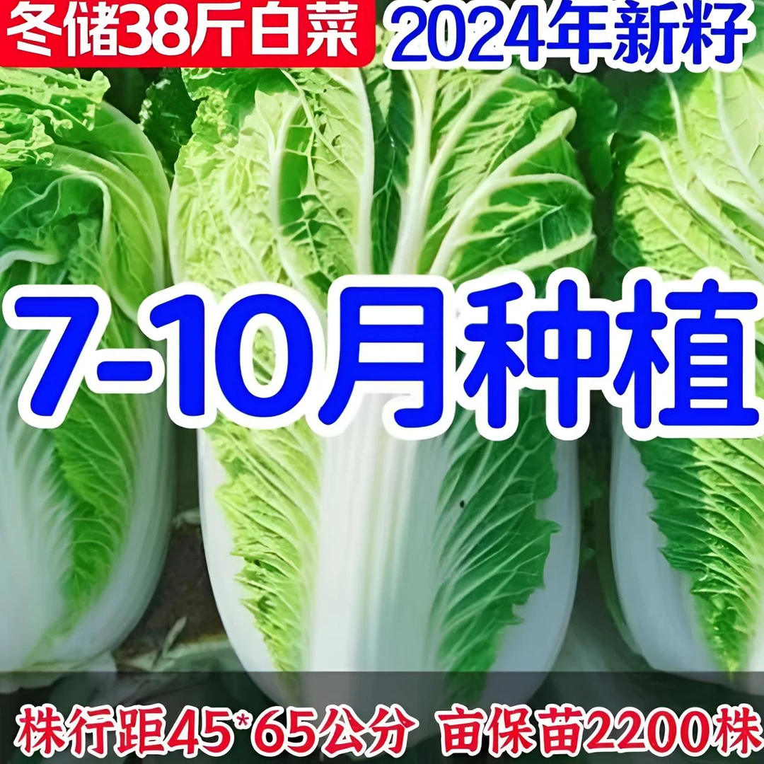 【冬储38斤大白菜种子】家庭阳台小院盆栽地栽四季种植秋播