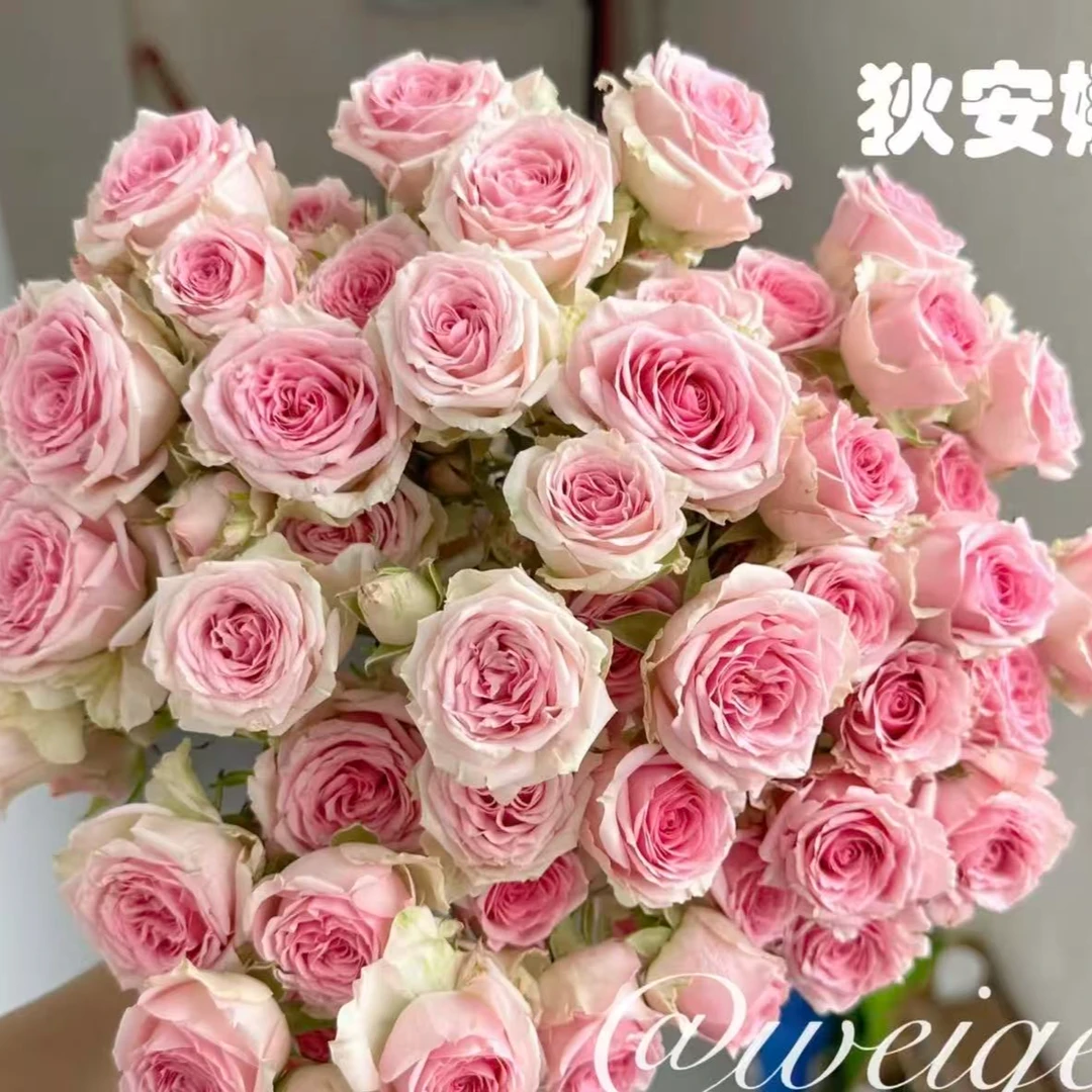 【狄安娜多头玫瑰】任意两单及两单以上鲜花顺丰包邮发货
