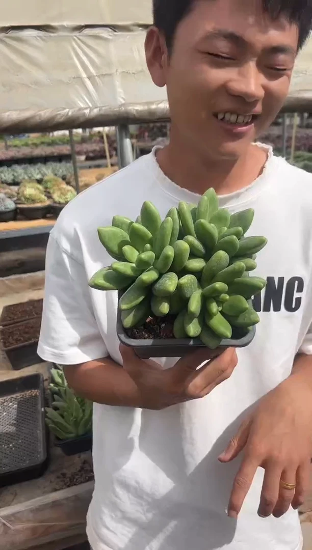芒果奶