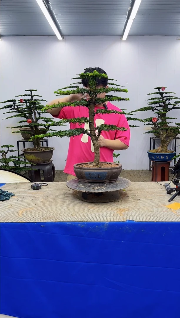 无花朵一物一拍，所见即所得