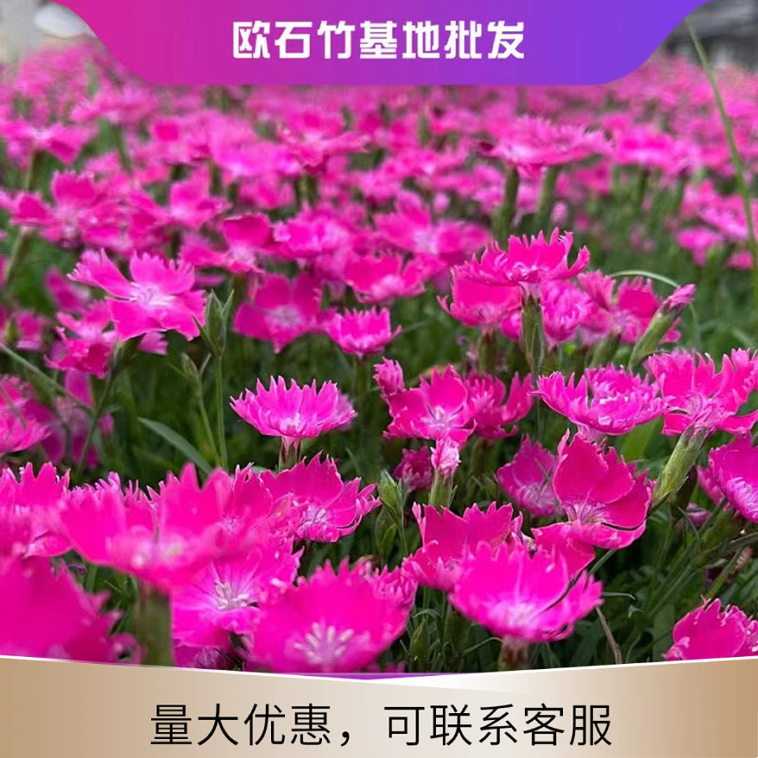 【欧石竹】花苗四季开花包活耐热耐寒免修剪盆栽矮生欧石竹草坪苗