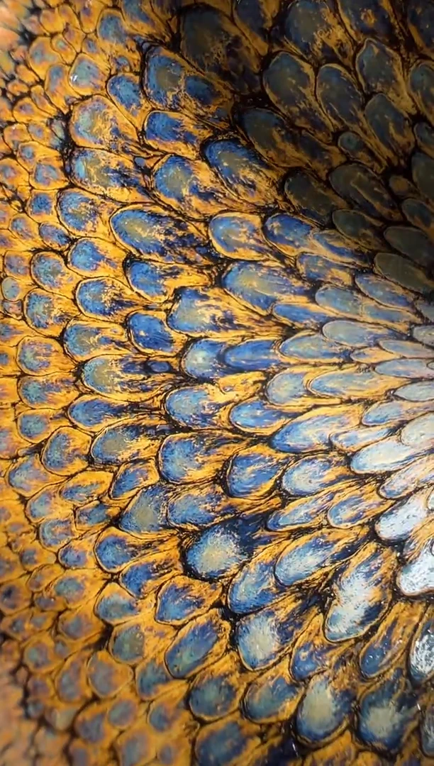 茶盏连志华精品分享7