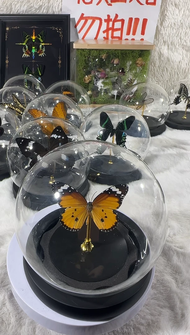 木金斑蝶水晶球