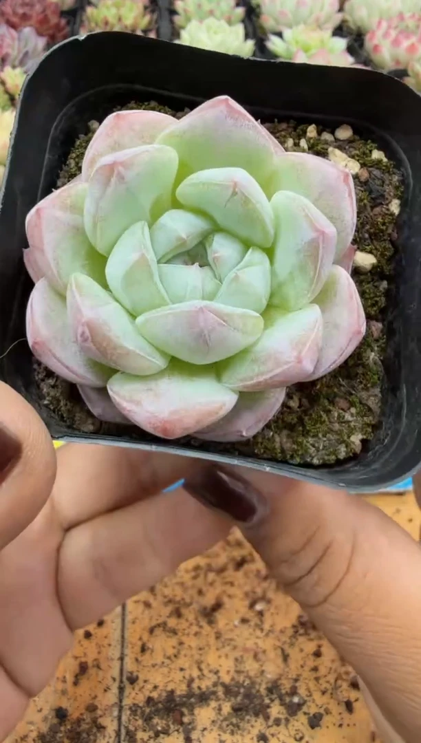 东云多肉园二店-348