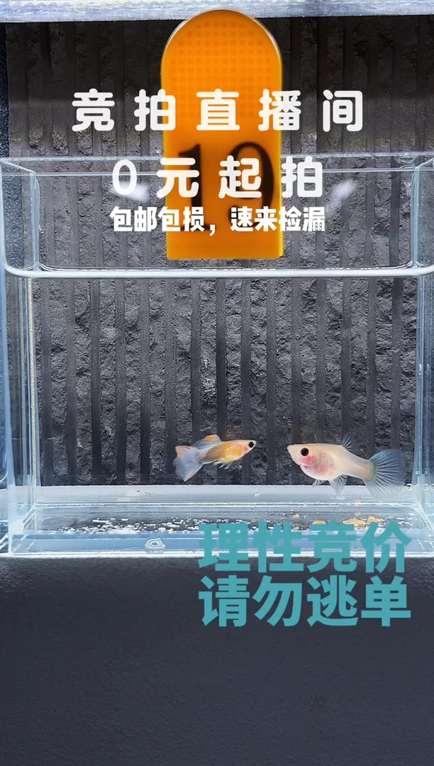 孔雀鱼黄肉蓝礼服一对编号19