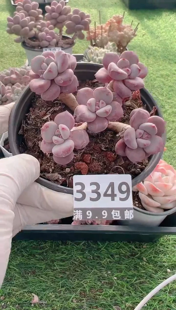 【闪购商品】信福多肉一物一拍