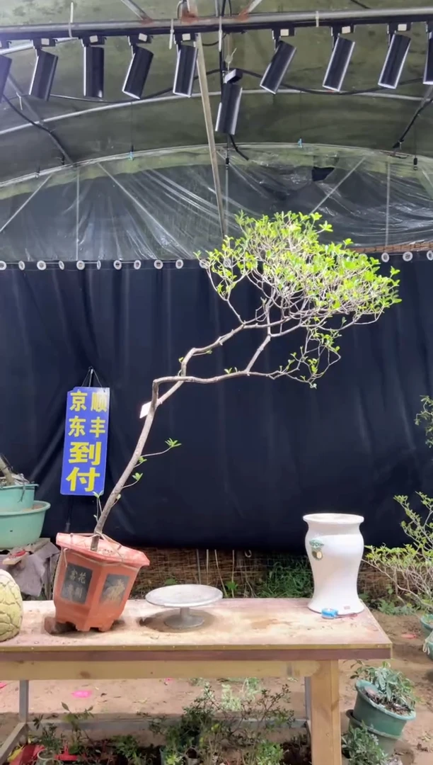 当前无花栽培后可以开花丰*海岛栀子花