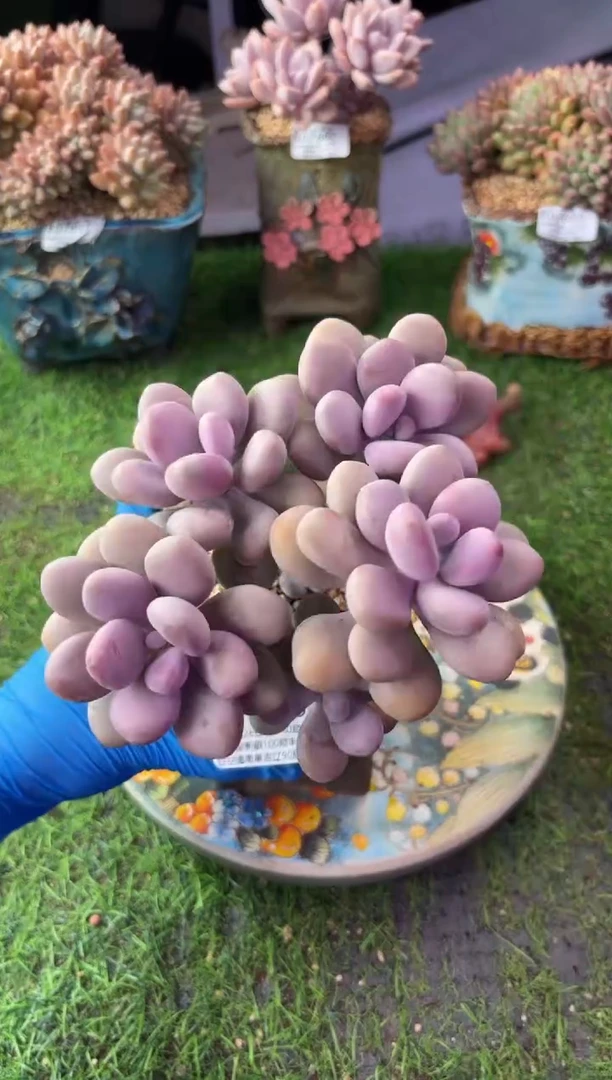 昆明印象多肉07896