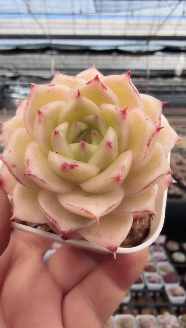 东云多肉园新款-251