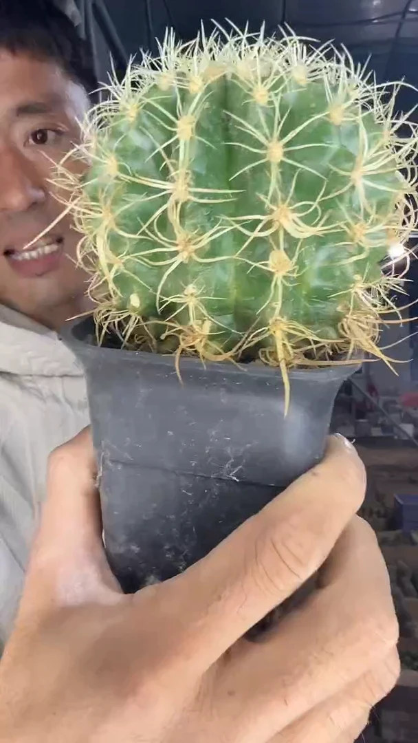 实生卷虎88.88