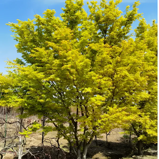 黄金枫红枫地栽盆栽别墅庭院阳台花园景观植物好养渐变色耐寒耐旱