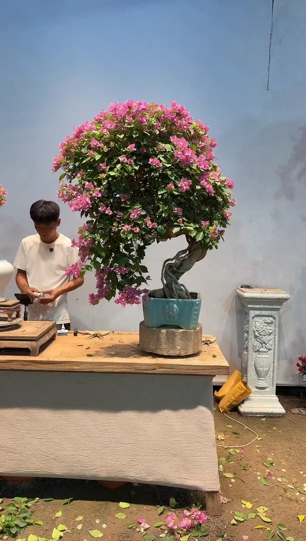 全部花朵桃*三角梅61