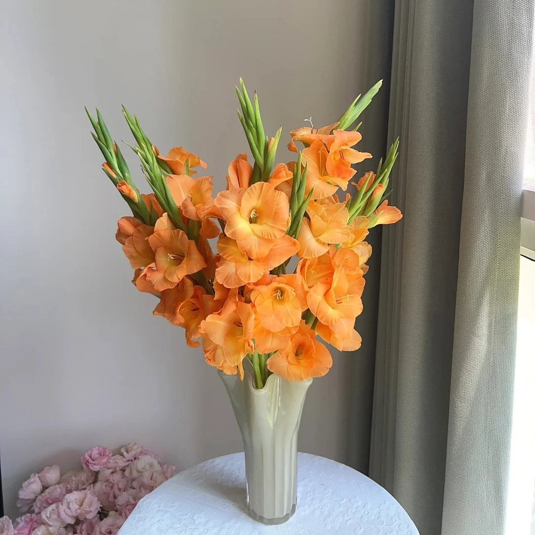 剑兰（三文鱼） 氛围感花材 云南基地顺丰冷链现采现发
