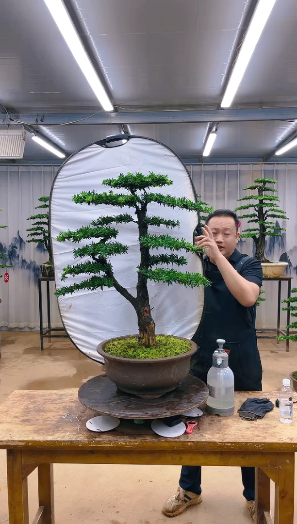 无花朵精品盆景  一物一拍