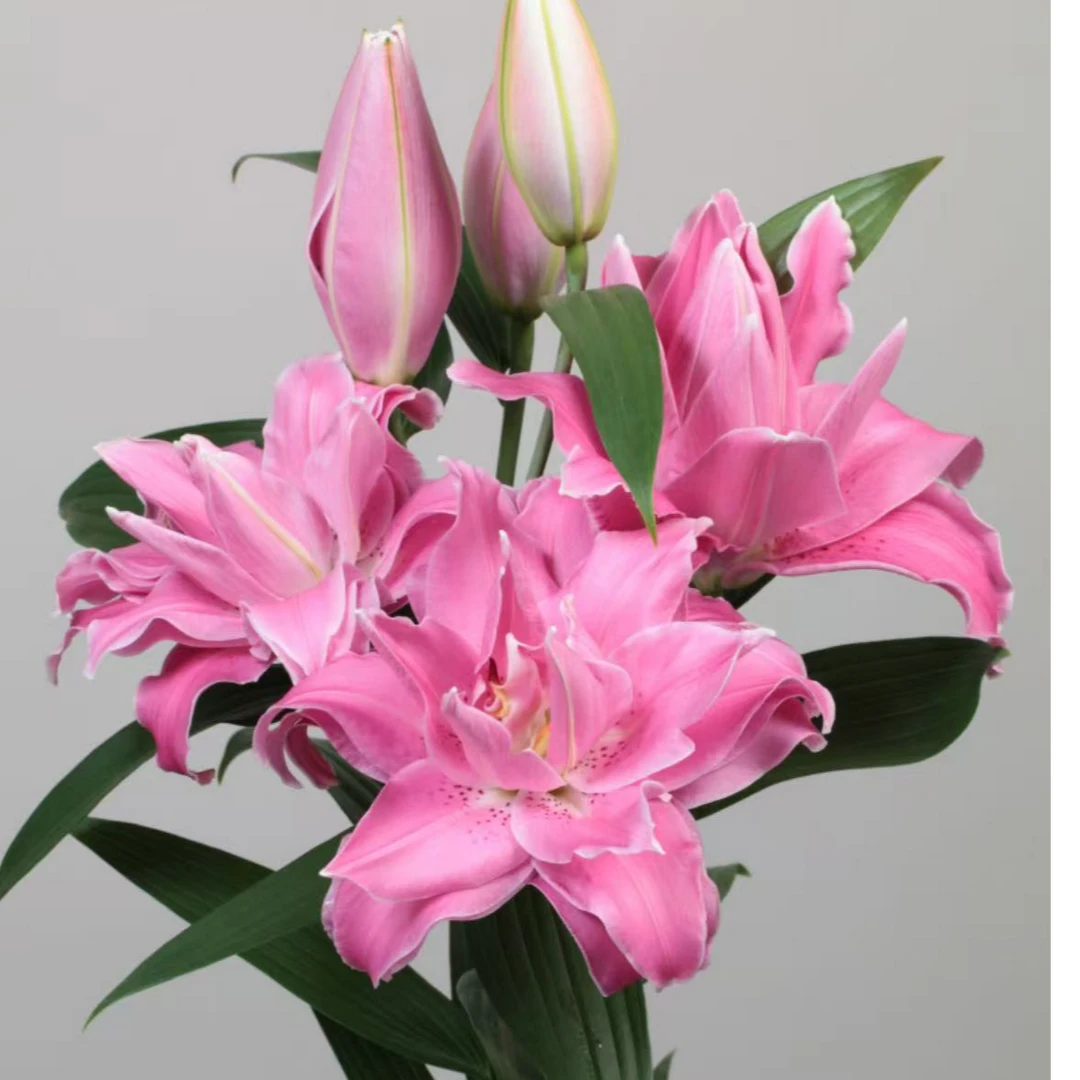 百合种球1颗【粉拉菲】18/20庭院阳台进口重瓣香水百合种球