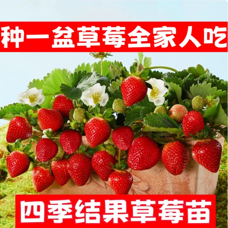 【穴盘苗】新手草莓苗真红美玲建德白露粉玉盆栽地栽带泥团爆根苗