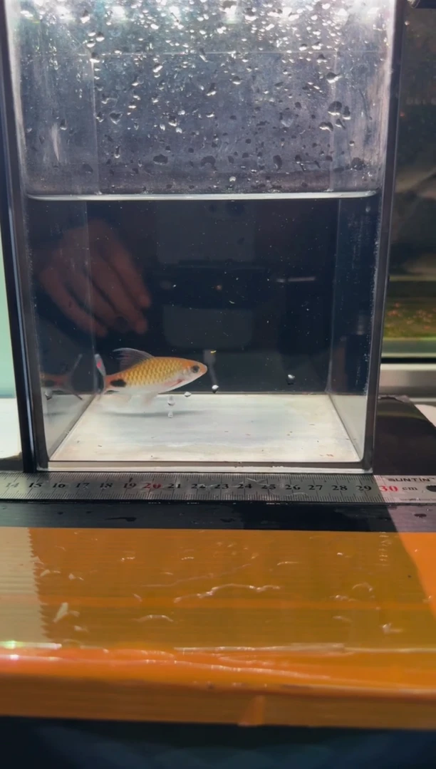 海水鱼红旗蓝黑影道人