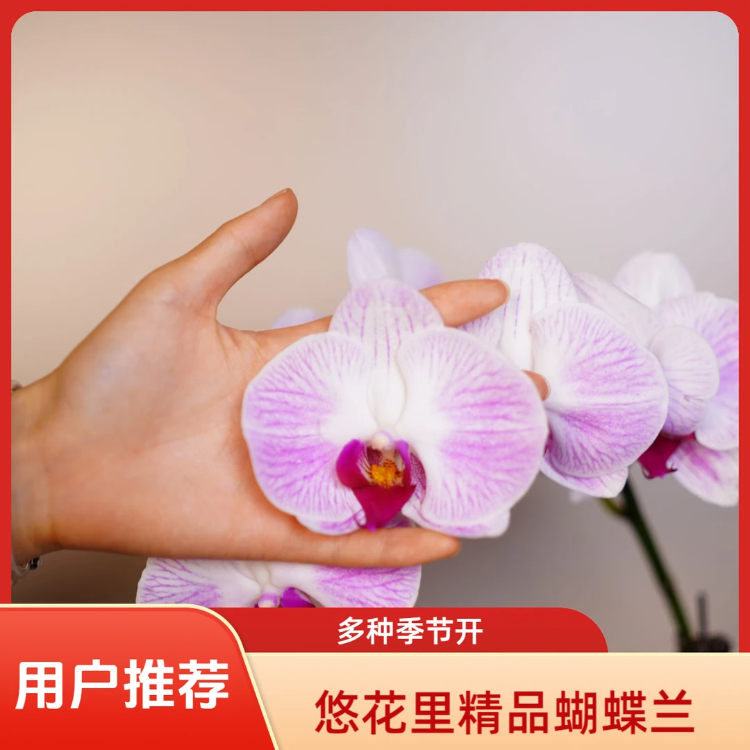 《花漫里基地》蝴蝶兰（代号6972）3.0寸全花开花珠发货