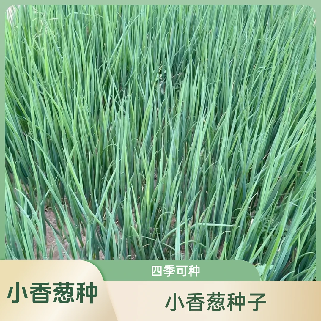 【拍2送1】四季小香葱种子 家庭种植 可盆栽可地栽
