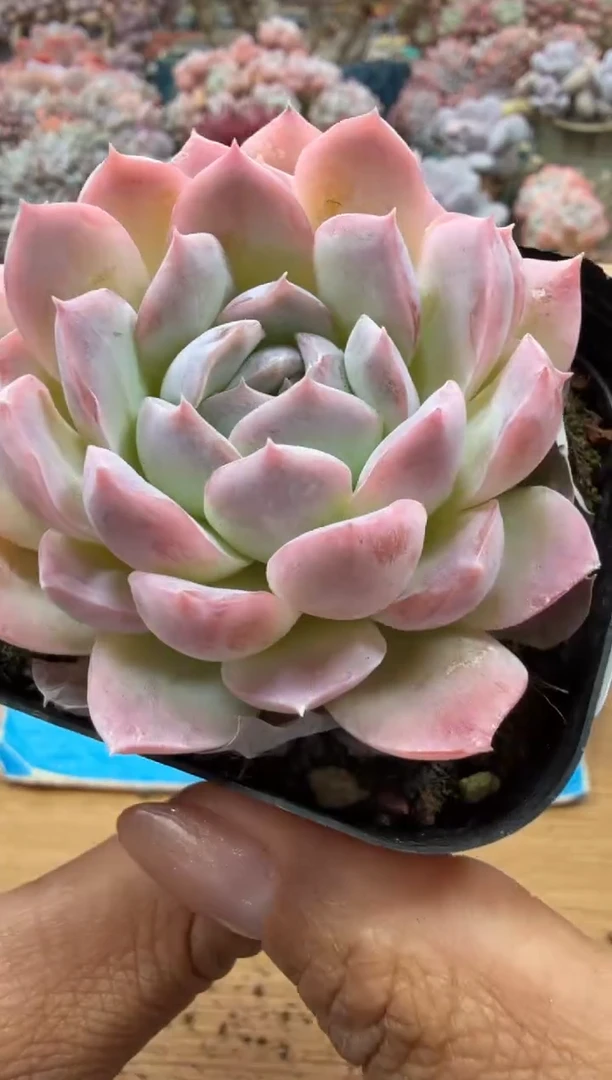 东云多肉园二店-145