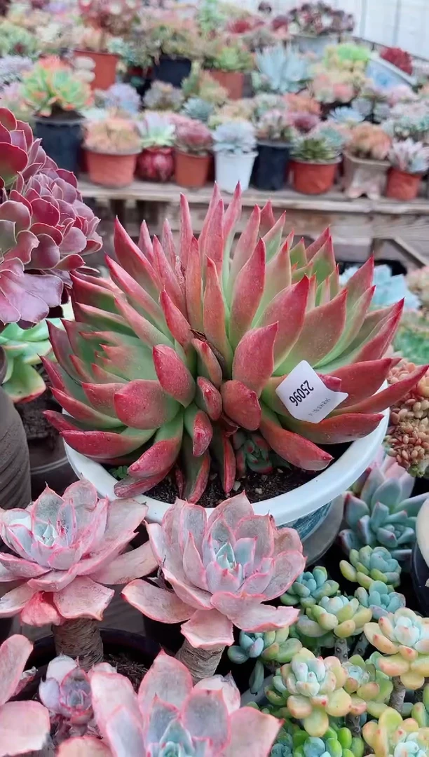 香****）26096多肉植物一物一拍