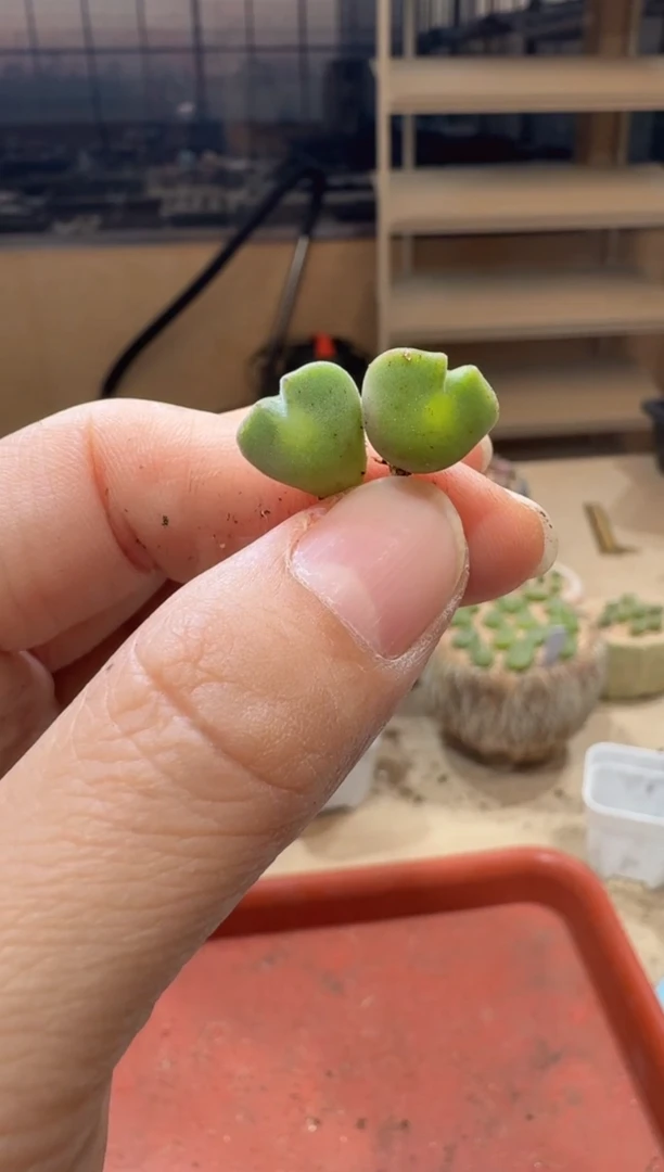 兮*18-465多肉植物肉锥