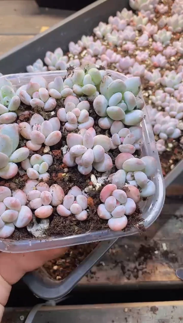 【闪购商品】015胭脂奶量拍1盒