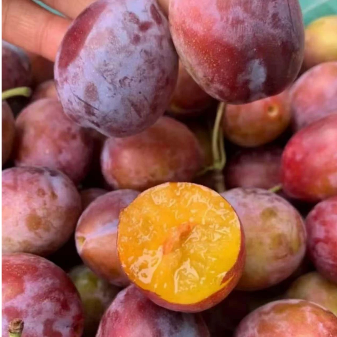 智利进口西梅2-4斤装（顺丰包邮 坏果包赔）