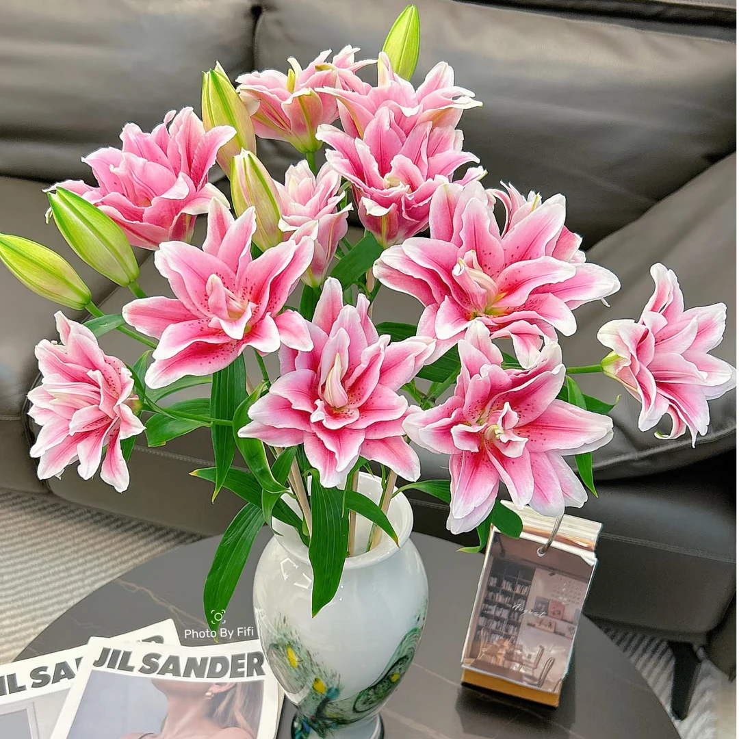 西亚拉重瓣多头养花香水百合顺丰包邮鲜花戴安娜三国花新鲜花卉