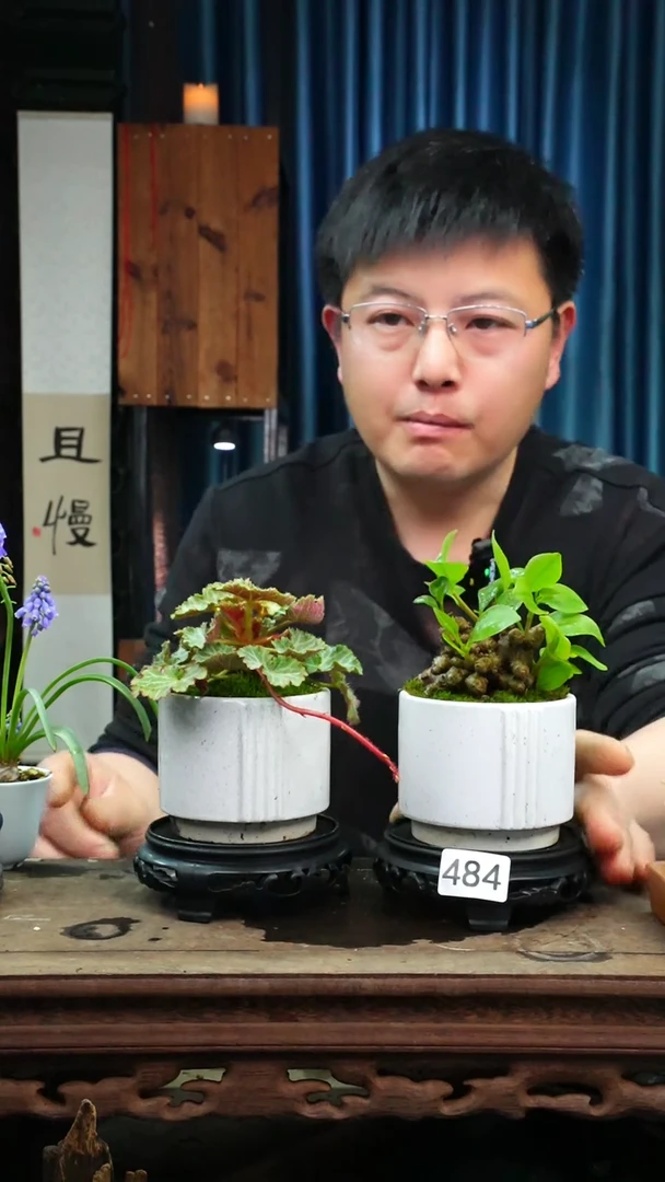 【闪购商品】苔藓微景观484号