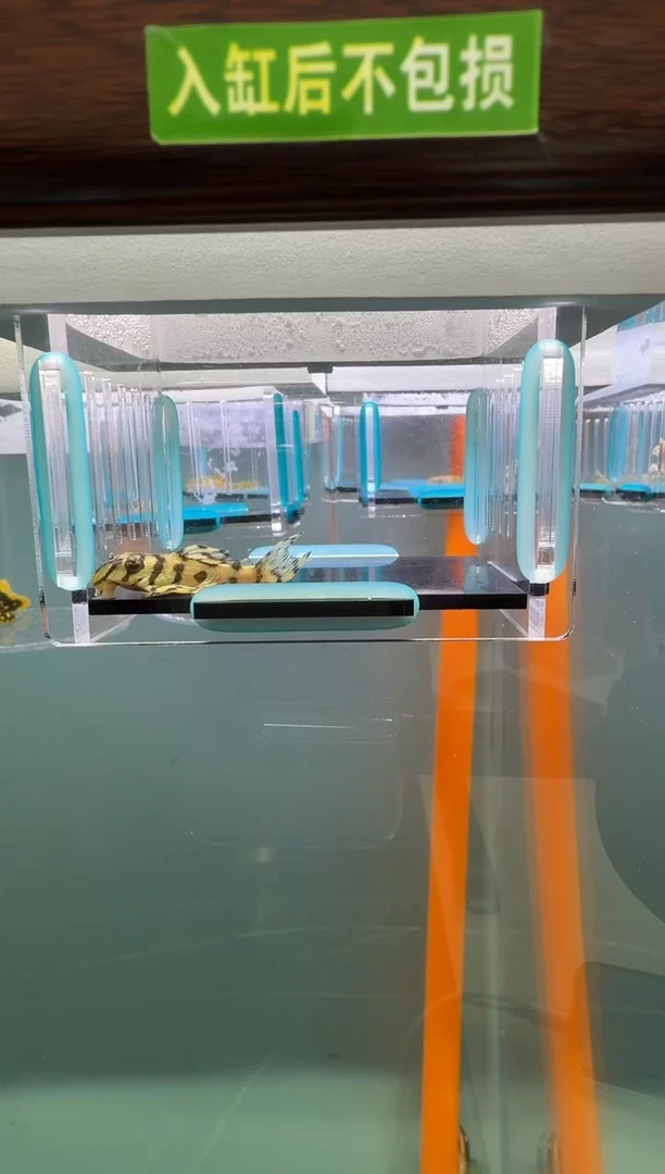清道夫鱼109号236入缸不包损录制完整开箱视频4.3厘米