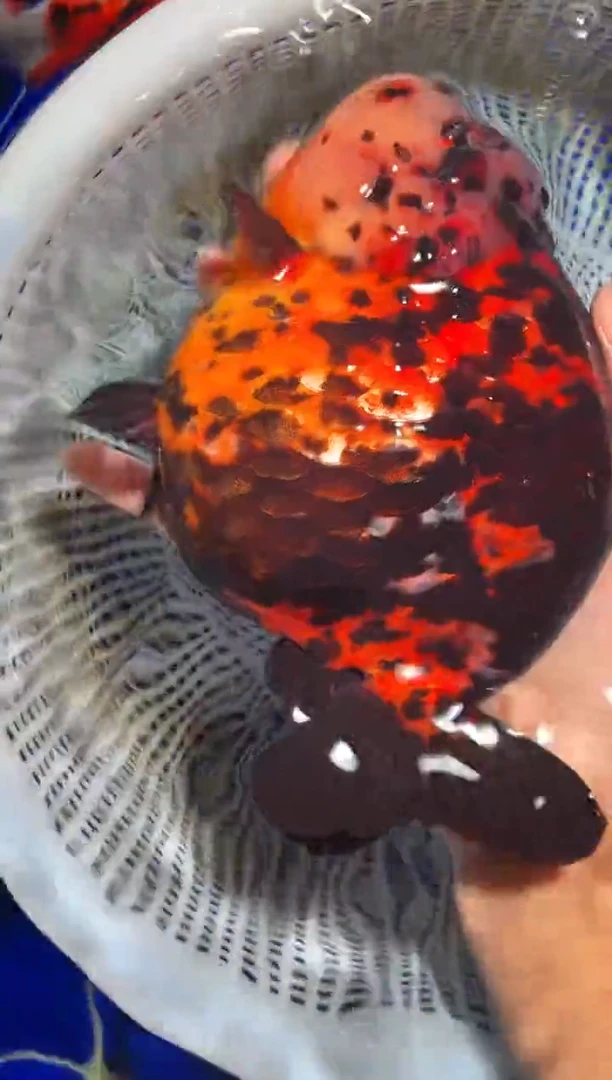 金鱼（运费自理，马印灯照射）福州追鱼兰寿金鱼