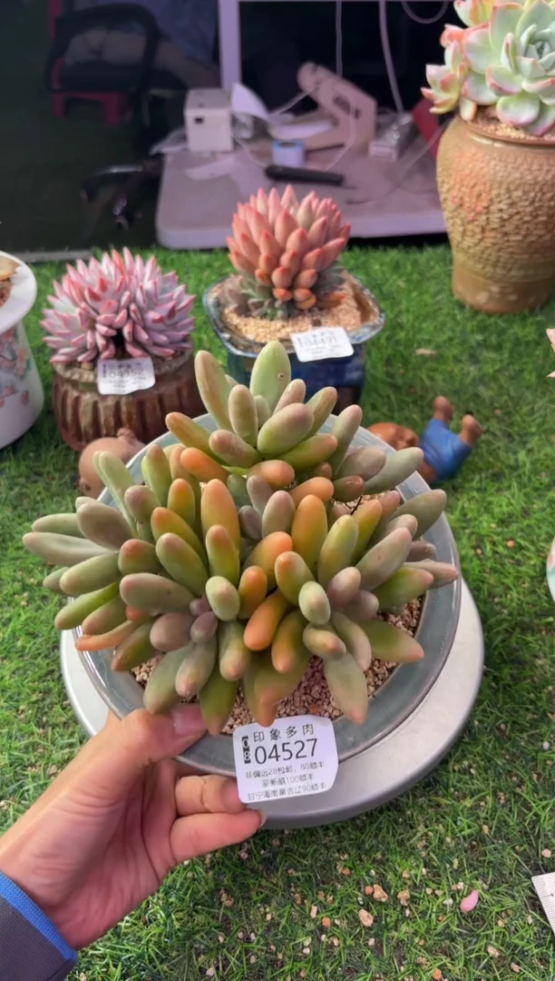 昆明印象多肉04527