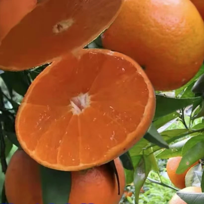 【沃柑橘子树苗 】正宗无籽沃柑苗庭院植物盆栽地栽四季种植 果树苗