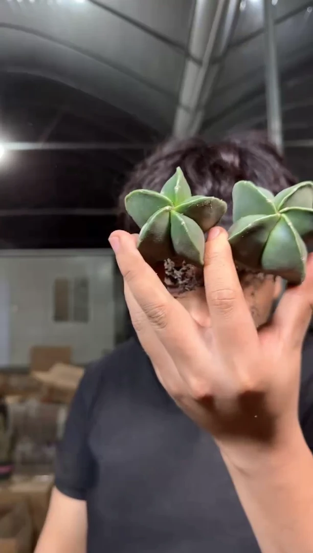 4颗 实生根 鸾凤玉 3-5cm