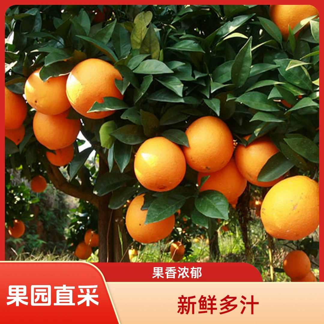正宗昭通脐橙新鲜水果果园直发鲜嫩多汁