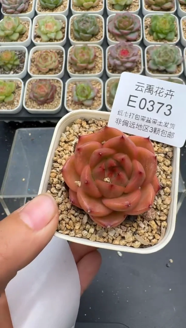 373E云禹多肉植物 带盆土纸巾打包 3颗包邮