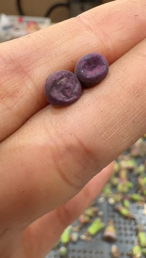 25-55多肉植物肉锥